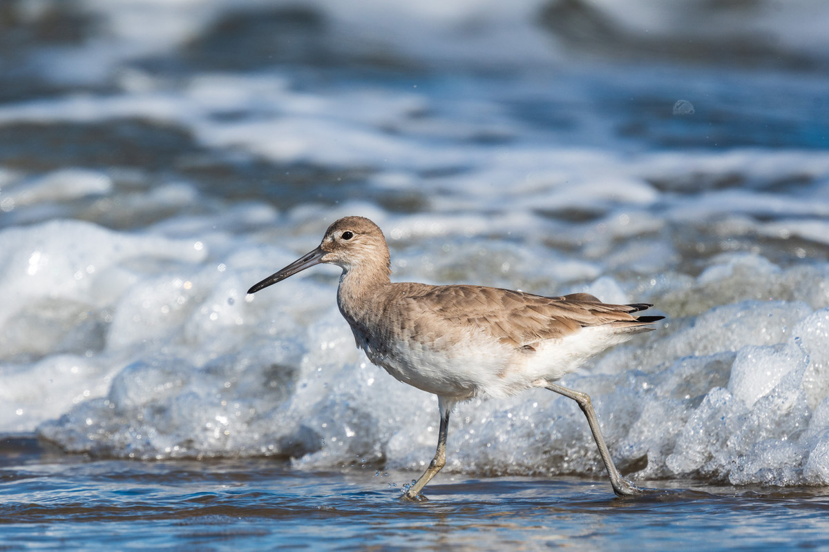 Willet