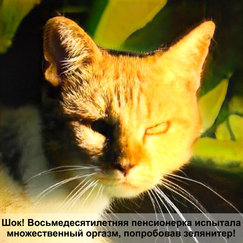 золотистый окрас кошек