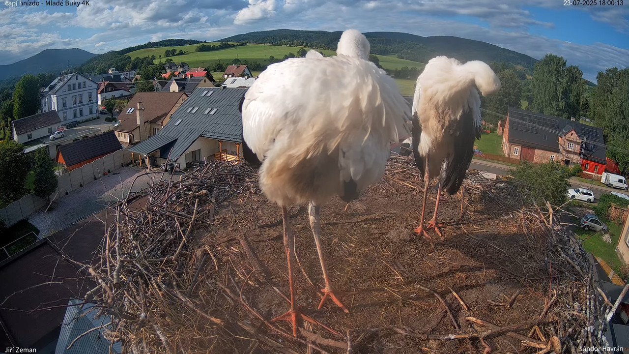 Tiešraides kamera — Mladé Buky — stārķa ligzda 4K 16-2-37 screenshot