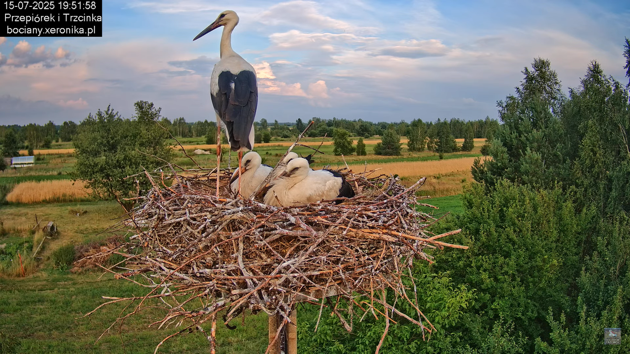 15072025bociany40