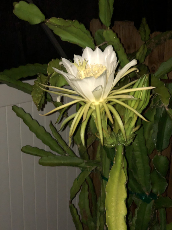 0FCED3EC-13DD-4A4B-A484-5FD30529AEF1