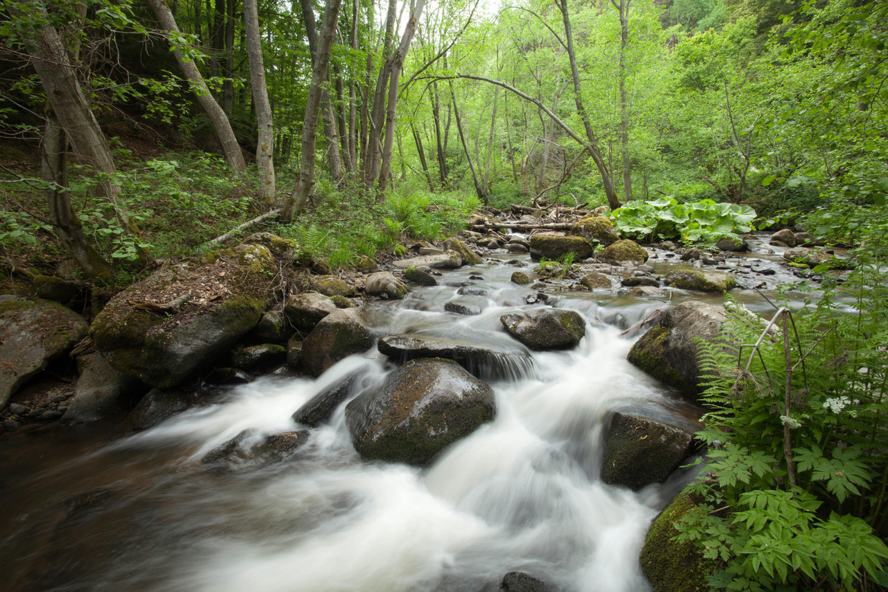 Forest brook