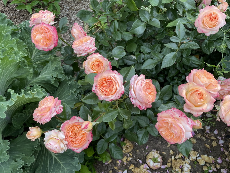 https://i.postimg.cc/fyvSpL76/IMG-6444.jpg