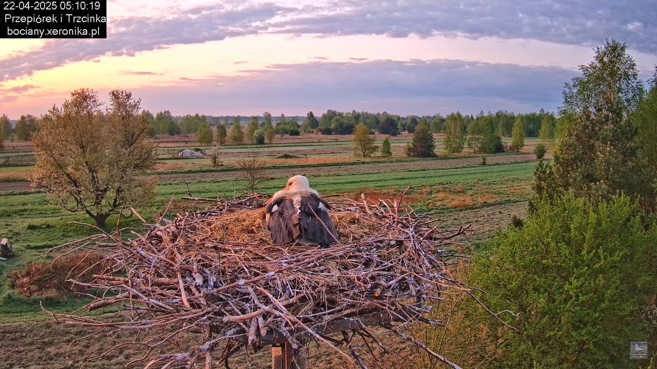 22042025bociany1