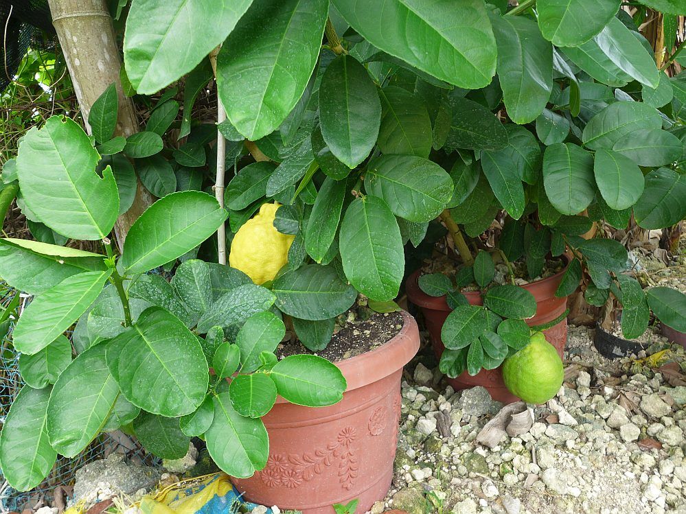 lemon-ponderosa
