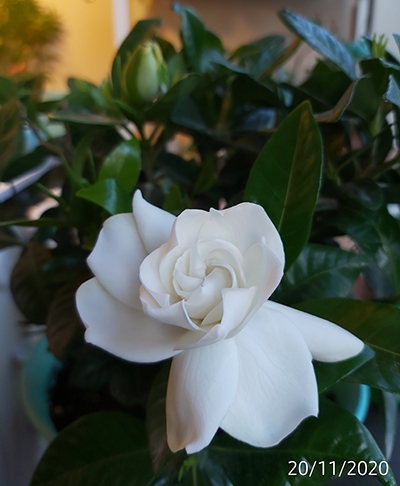 [Image: IMG-20201120-084012.jpg]
