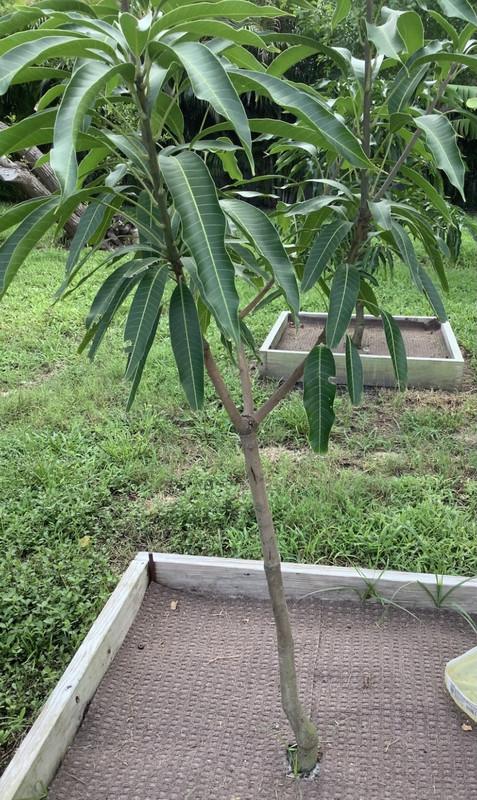 maha1