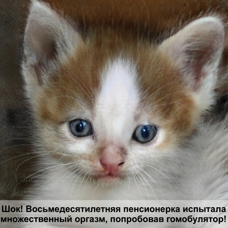 место для кошки своими руками