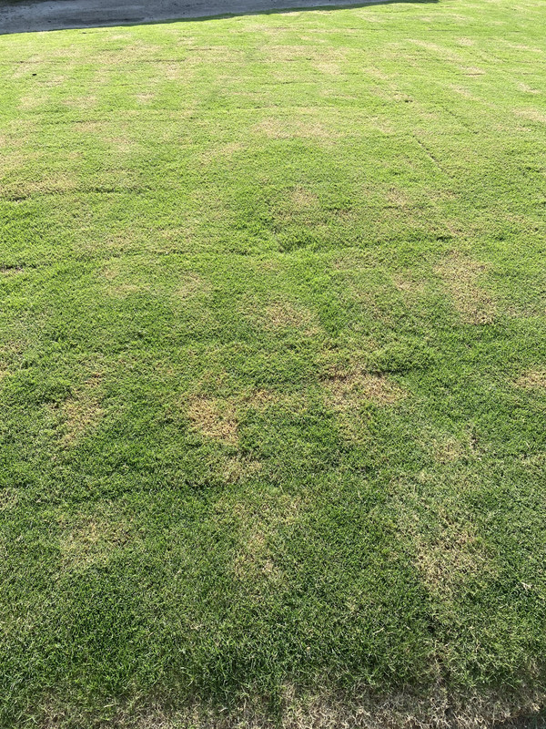 New Bermuda Help | Lawn Care Forum