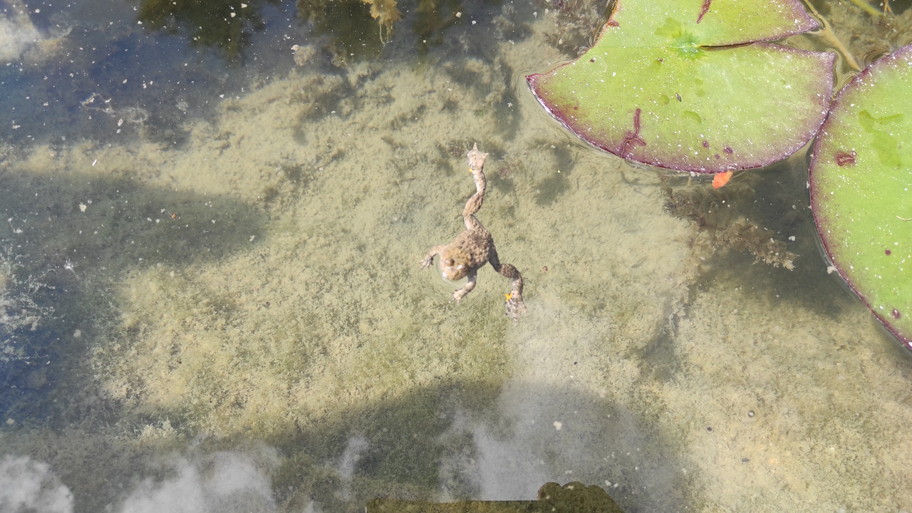 01.10 - IMG_20220615_152521 (Czesio1)