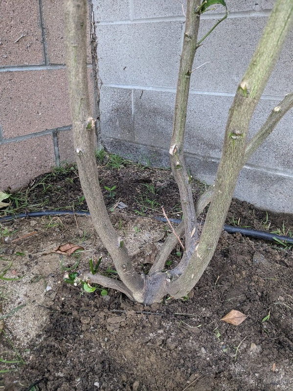 tree1