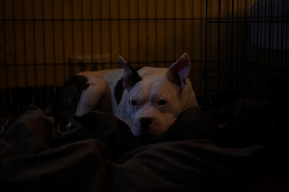 1D897823-ECF1-4D0E-9887-0ABAAEAB760E