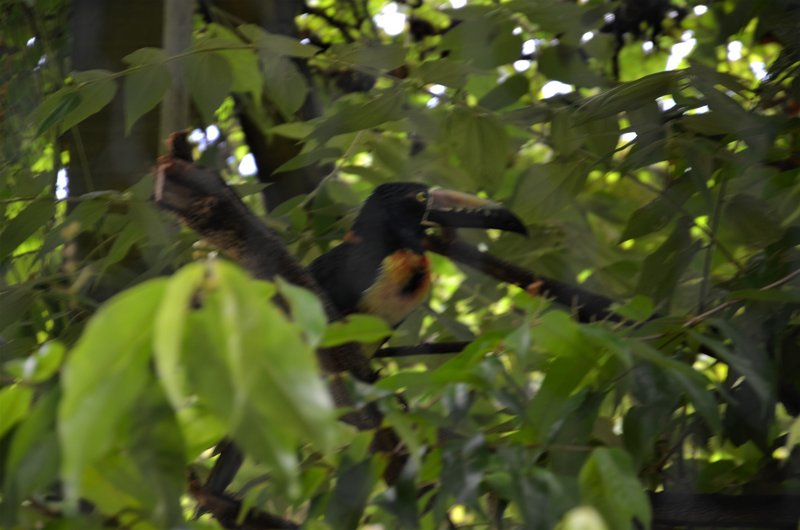 ISLA DE ROATAN-13-9-2017-HONDURAS - Crucero caribeño con MSC OPERA-Septiembre-2017 (33)