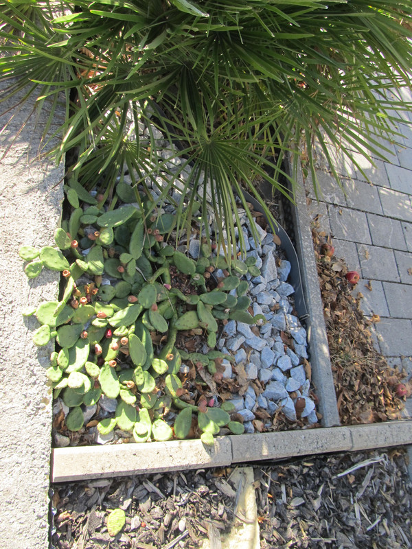 IMG 0752