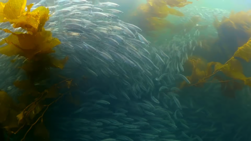 [Image: alo8y4f0ok0p.png]