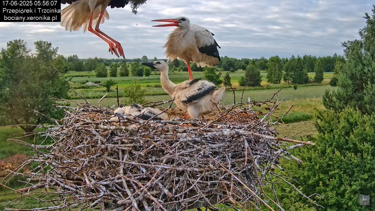 17062025bociany14