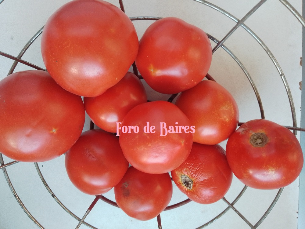 fototomates7