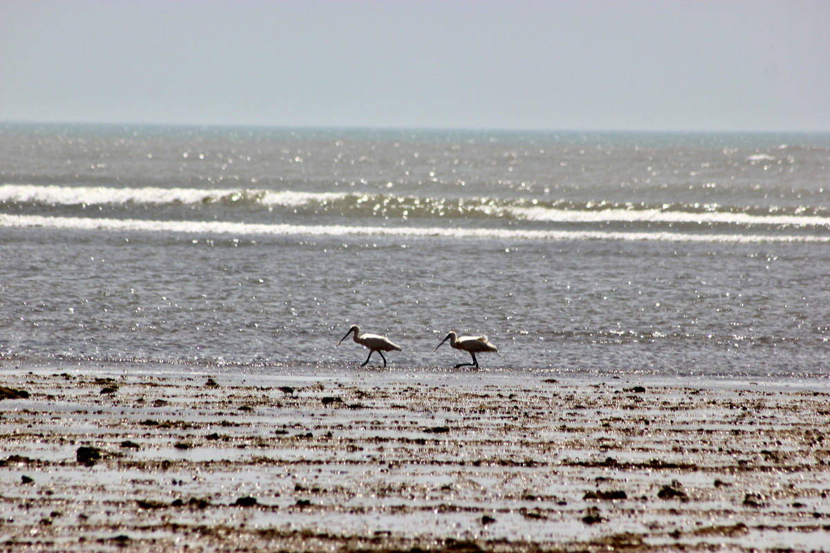 Villa Cisneros (Dakhla) y la Peninsula de Rio de Oro - El Sahara Occidental (3)