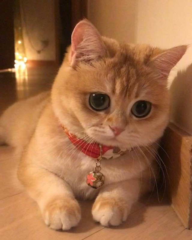 EB90AA6B-1D81-4F83-94CF-F30AD858B015