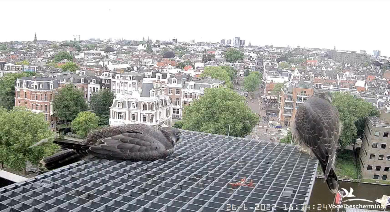 Amsterdam/Rijksmuseum screenshots © Beleef de Lente/Vogelbescherming Nederland - Pagina 33 Video-2022-06-26-183933-Moment-3