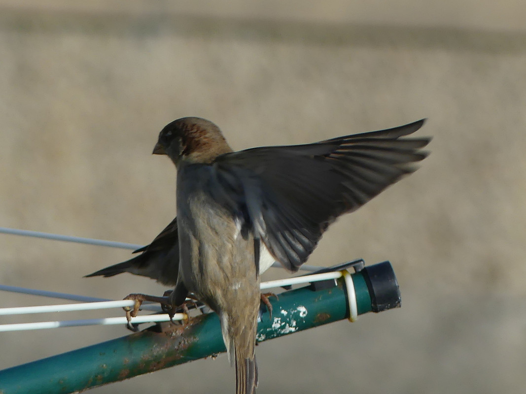 SPARROW 7