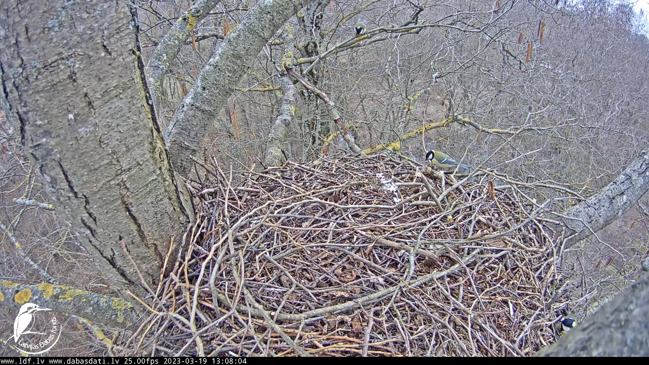 Vistu vanags (Accipiter gentilis) Rīgā - LDF tiešraide __ Goshawks, Riga, Latvia 12-26-44 screenshot