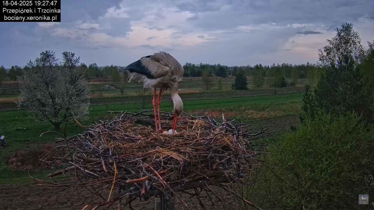 18042025bociany15