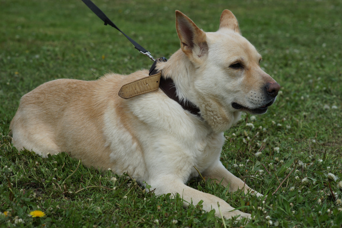 БорисовСобачка (4)