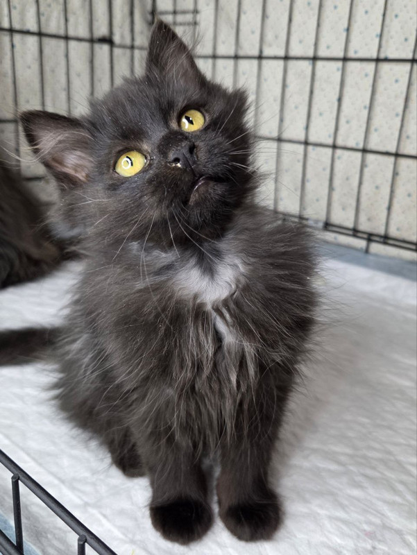 Нафаня, Шуша и Плюша