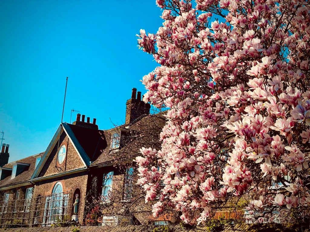 Magnolia-town-March.jpg