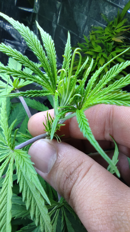 IMG_20230707_201328_1