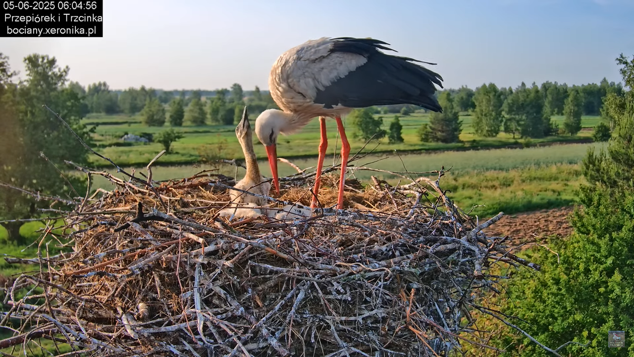 05062025bociany13