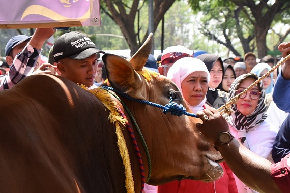 Buka Grand Final Kerapan Sapi Piala Presiden, Khofifah Pesankan Peserta Hindari Kekerasan Pada Sapi