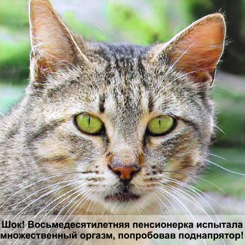 миски для кошек на подставке