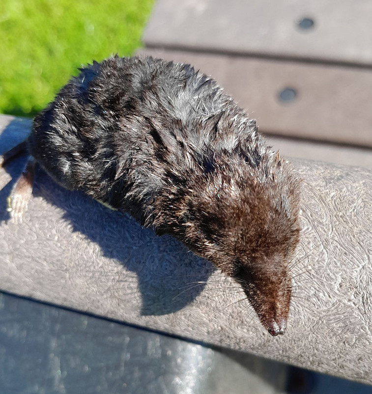 COMMON SHREW 2