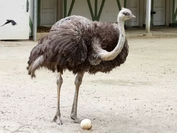 [صورة: ostrich-facts-with-pictures-and-video-66...98389.webp]