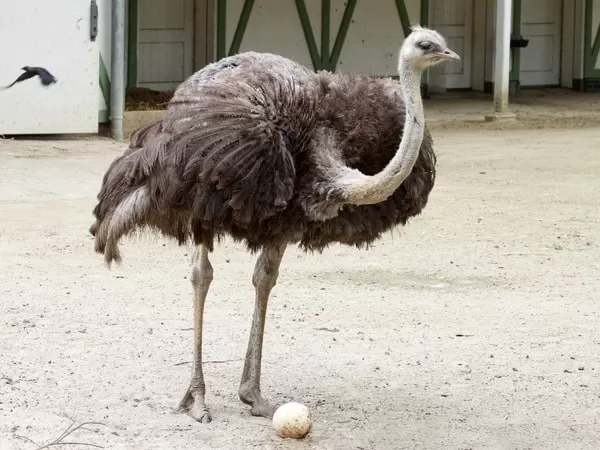 [Image: ostrich-facts-with-pictures-and-video-66...98389.webp]