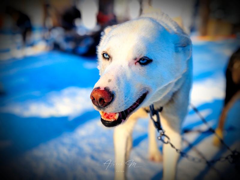 PARTE II - Auroras - 3.er reportaje por Laponia norte - Marzo 2025 (11)