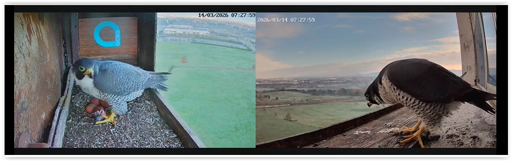 Screen Shot 03 14 26 at 08 58 AM