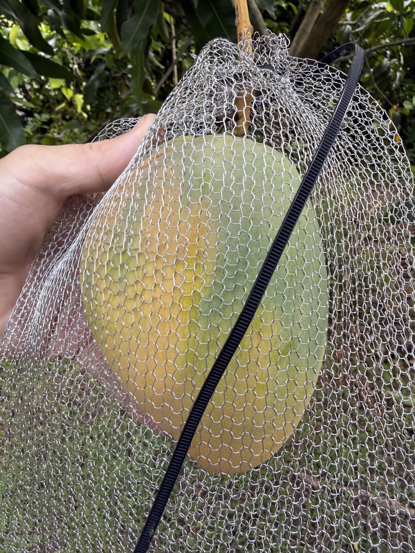 Mango Ed 526a