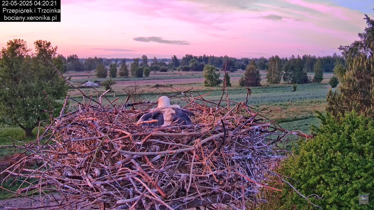 22052025bociany1