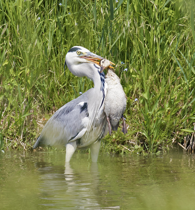 reiger 164A7819