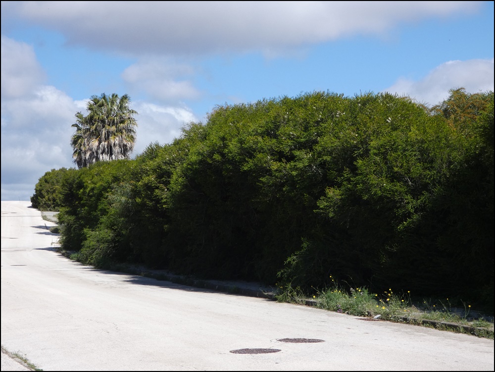 Albufeira-Oceanville-020420 (5)