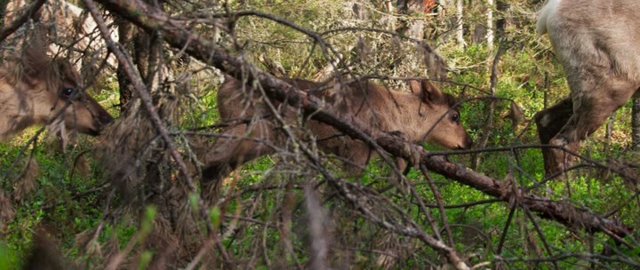 Ailo.Un.Avventura.Tra.I.Ghiacci.2018.iTALiAN.BDRiP.AC3.XviD.avi_snapshot_00.34.17.583