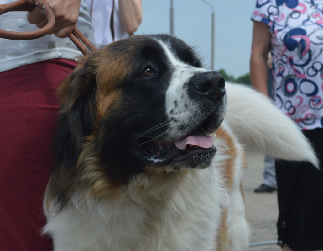 DSC_4217(1)