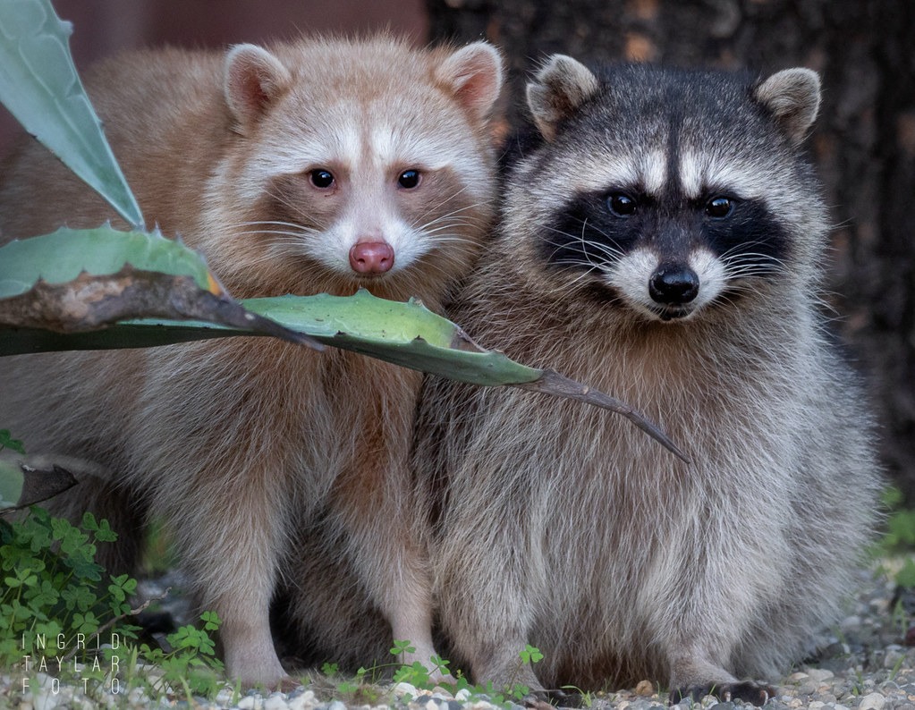 wildlife removal Kissimmee