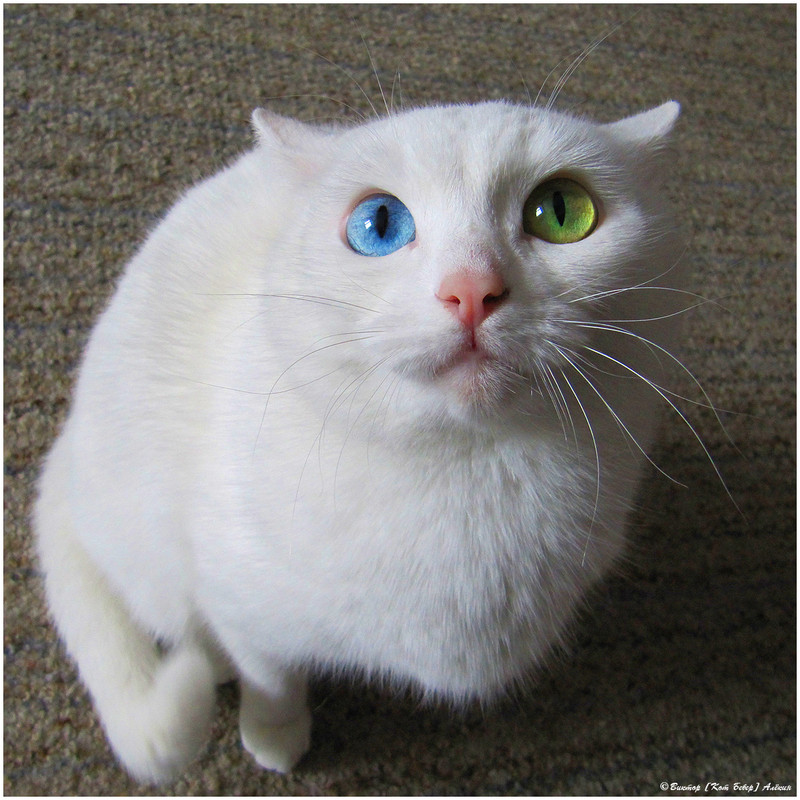 IMG_2981 копия_359815