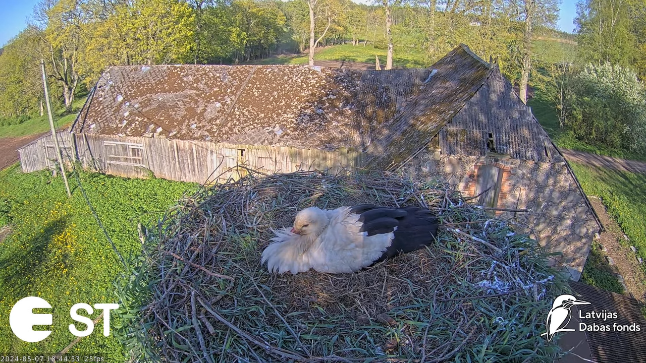 Baltie stārķi (Ciconia ciconia) Tukuma novadā - LDF tiešraide __ White storks in Tukums, Latvia 10-3