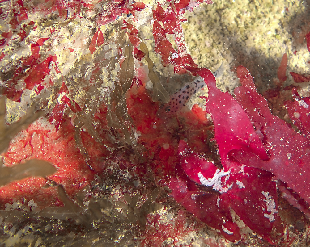 05004_12-12-1Pois-20240803