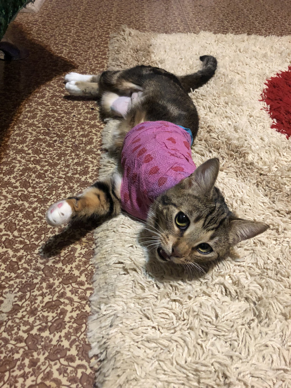 CD26DF87-93BF-4E86-9C82-1C7C3FB0D4C2